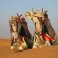 Two camels